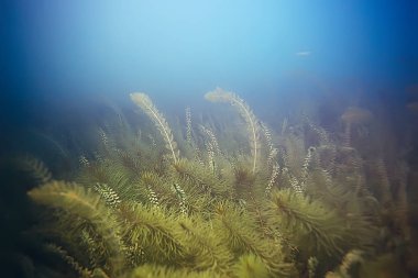 deniz altındaki yeşil yosun