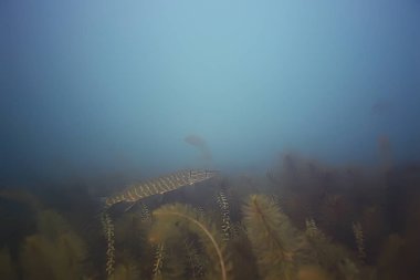 deniz altındaki güzel yosun 