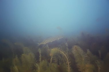 deniz altındaki güzel yosun 