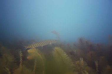 Pike açık deniz suyu, sualtı fotoğraf içinde yüzme balık