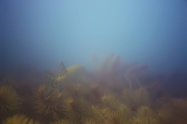 deniz altındaki yeşil yosun