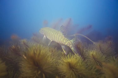 Pike açık deniz suyu, sualtı fotoğraf içinde yüzme balık