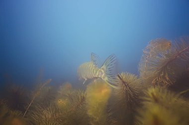 deniz altındaki güzel yosun 