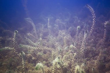 deniz altındaki yeşil yosun