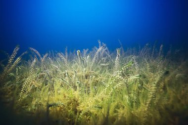 deniz altındaki yeşil yosun