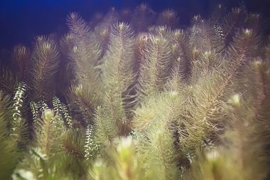 deniz altındaki güzel yosun 