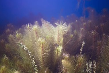 deniz altındaki güzel yosun 