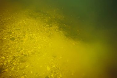 yosun deniz altındaki