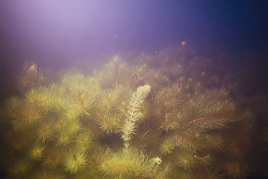 deniz altındaki güzel yosun 