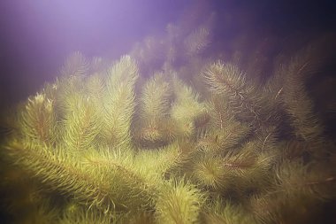 deniz altındaki güzel yosun 