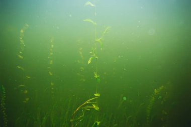 deniz altındaki yeşil yosun