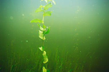 deniz altındaki yeşil yosun