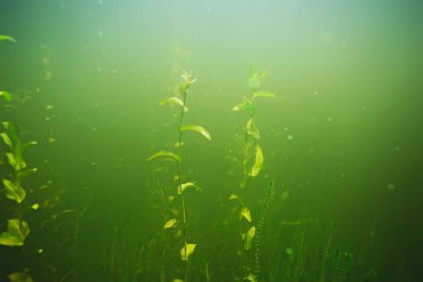 deniz altındaki yeşil yosun