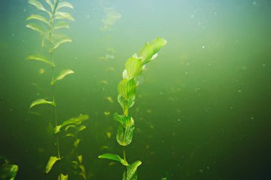 deniz altındaki yeşil yosun