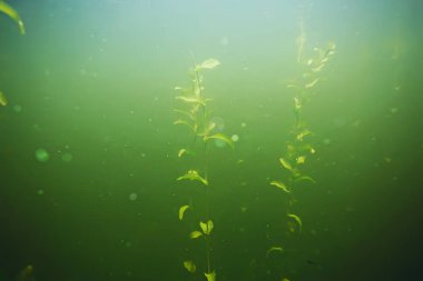 deniz altındaki yeşil yosun