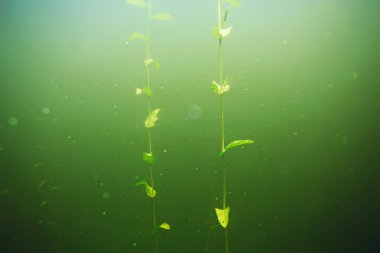 deniz altındaki yeşil yosun