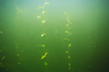 deniz altındaki yeşil yosun