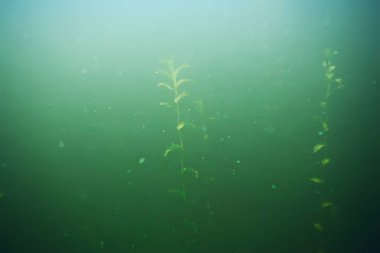 deniz altındaki yeşil yosun