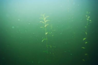 deniz altındaki yeşil yosun