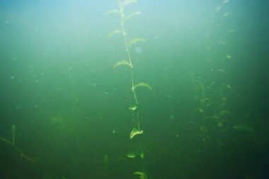 deniz altındaki yeşil yosun