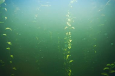 deniz altındaki yeşil yosun