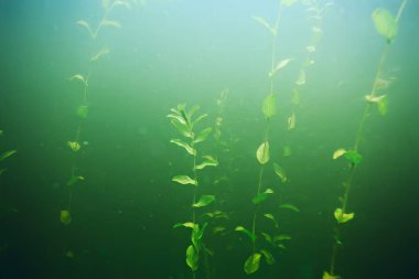 deniz altındaki yeşil yosun