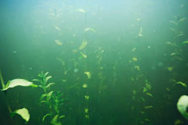 deniz altındaki yeşil yosun