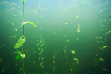 deniz altındaki yeşil yosun