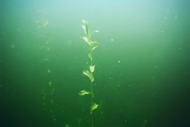 deniz altındaki yeşil yosun