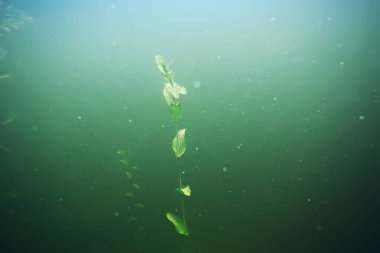 deniz altındaki yeşil yosun