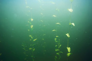 deniz altındaki yeşil yosun