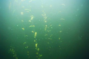 deniz altındaki yeşil yosun