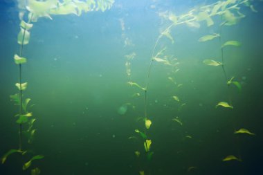 deniz altındaki yeşil yosun