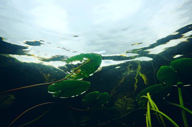 deniz altındaki yeşil yosun