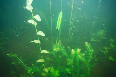 deniz altındaki yeşil yosun