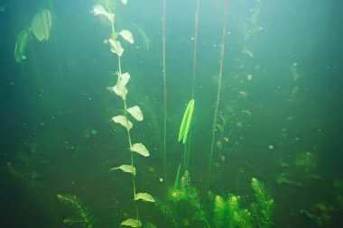 deniz altındaki yeşil yosun