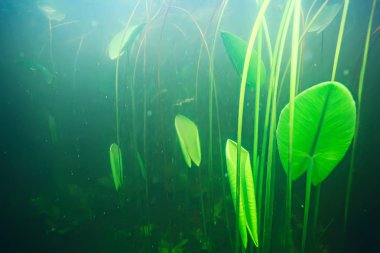 deniz altındaki yeşil yosun