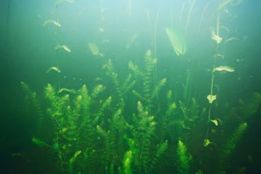 deniz altındaki yeşil yosun