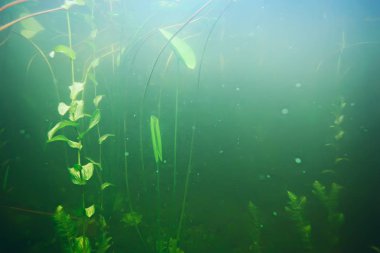 deniz altındaki yeşil yosun