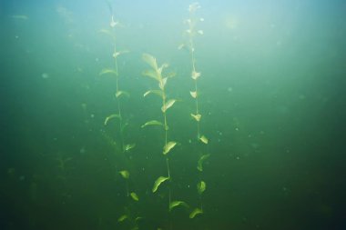 deniz altındaki yeşil yosun