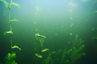 deniz altındaki yeşil yosun