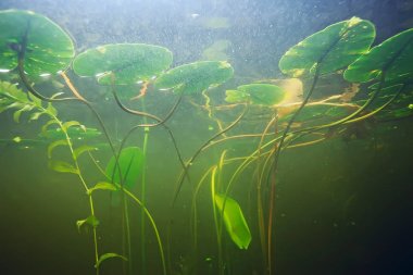 deniz altındaki yeşil yosun