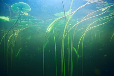 deniz altındaki yeşil yosun