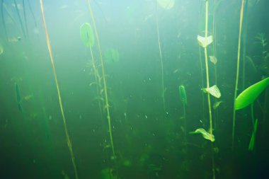 deniz altındaki yeşil yosun