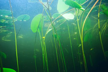 deniz altındaki yeşil yosun