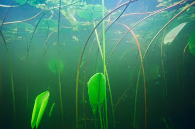 deniz altındaki yeşil yosun