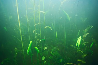 deniz altındaki yeşil yosun