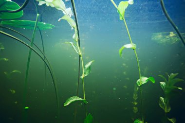 deniz altındaki yeşil yosun