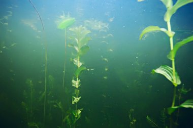 deniz altındaki yeşil yosun