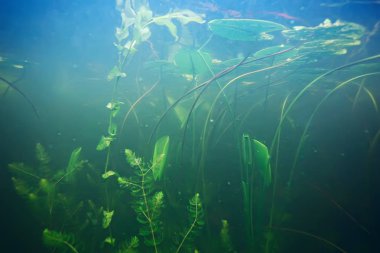 deniz altındaki yeşil yosun